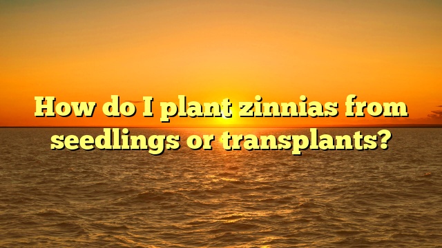 How Do I Plant Zinnias From Seedlings Or Transplants?