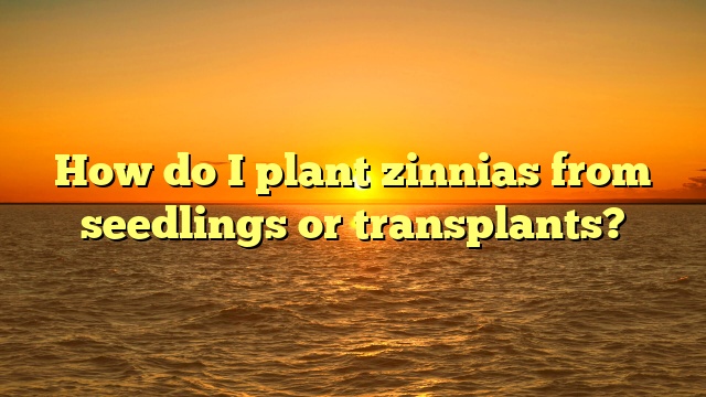 How Do I Plant Zinnias From Seedlings Or Transplants?