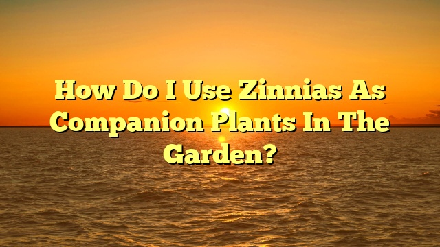 How Do I Use Zinnias As Companion Plants In The Garden?